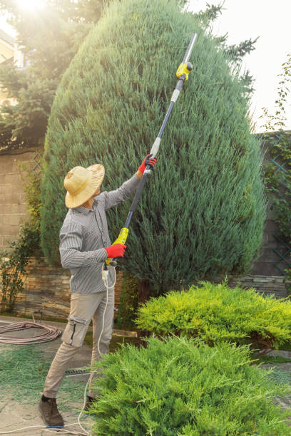 How Our Tree Care Process Works  in Empire, CA